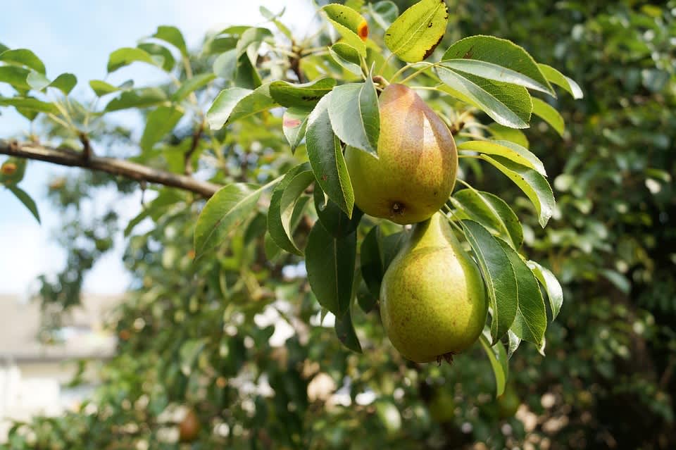 Pear Tree - Poirier