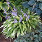 Curly Fries Hosta Plant