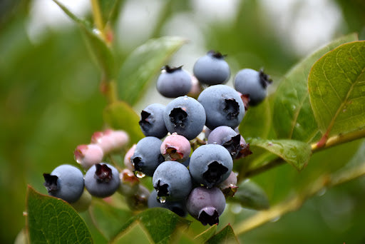 Vaccinium corymbosum ‘Patriot’ Mid Season Highbush Blueberry Plant