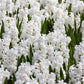 L’innocence Hyacinth Bulbs