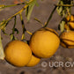 US-802 Citrumelo Trifoliate Hybrid Budwood citrus plant material online shopping