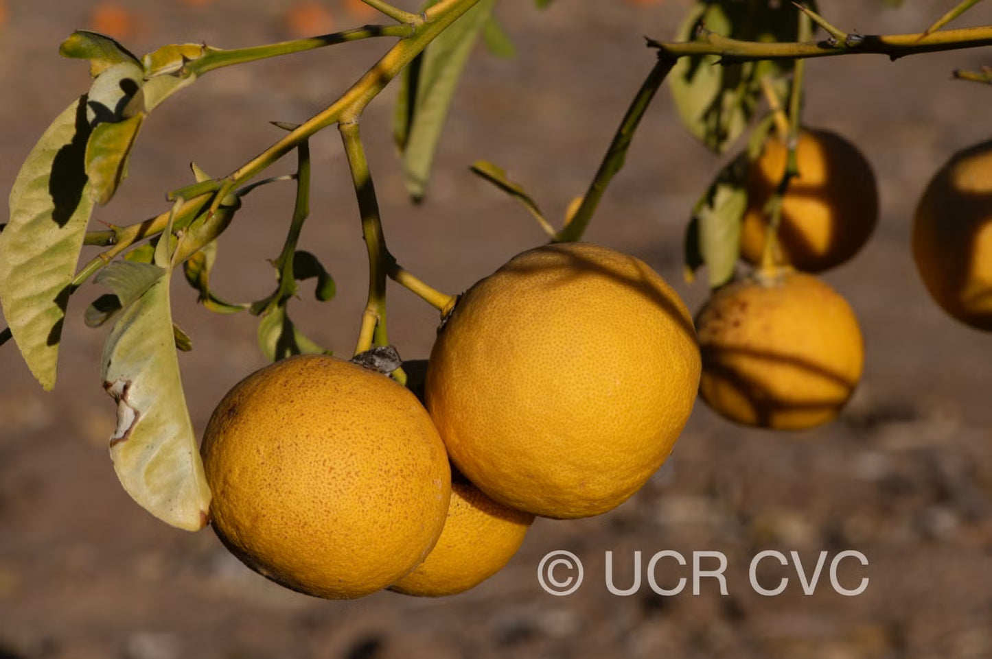 US-802 Citrumelo Trifoliate Hybrid Budwood citrus plant material online shopping