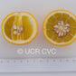 US-802 Citrumelo Trifoliate Hybrid Budwood citrus plant material online shopping