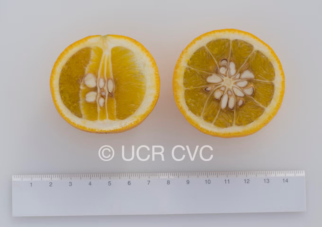 US-802 Citrumelo Trifoliate Hybrid Budwood citrus plant material online shopping