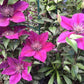 Epivo024 Picardy Clematis