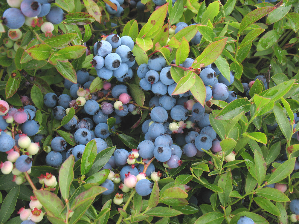 Augustifolium Wild Blueberry Plant