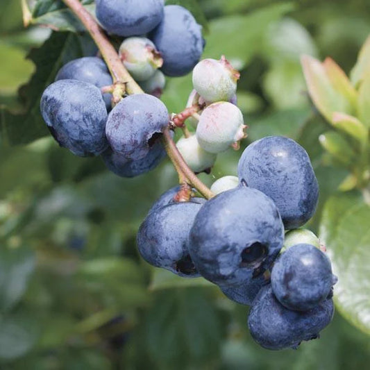 Bluegold Late Season Blueberry Plant