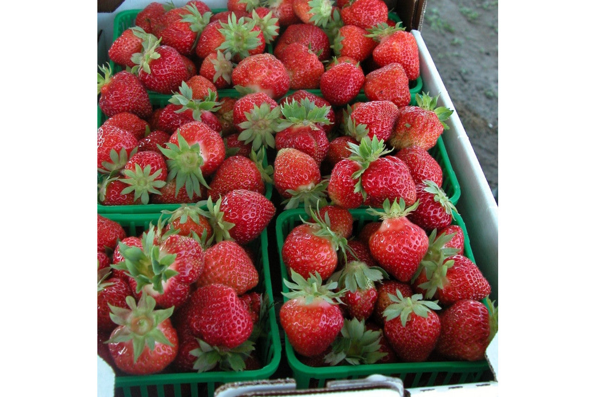 Valley Sunset Late Season Strawberry