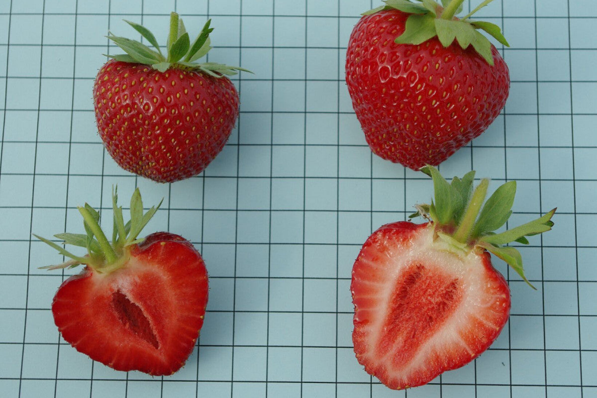 Valley Sunset Late Season Strawberry