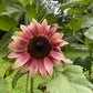 ProCut Plum F1 Sunflower Seeds online shopping