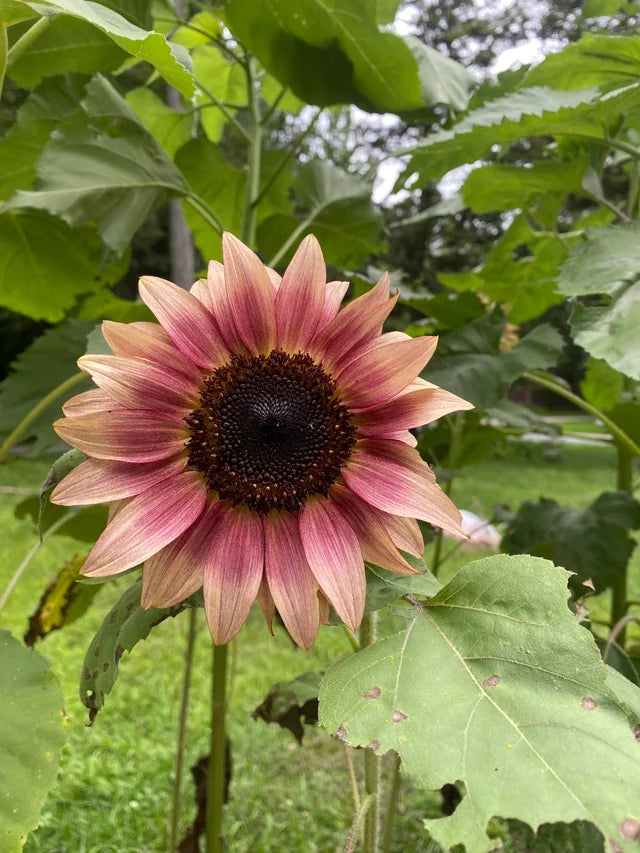 ProCut Plum F1 Sunflower Seeds online shopping