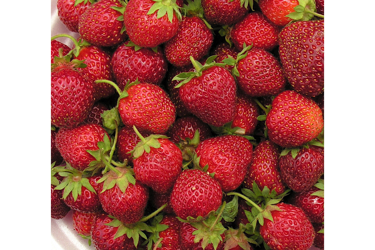 Veestar Early Season Strawberry