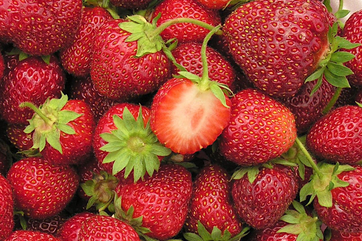 Veestar Early Season Strawberry