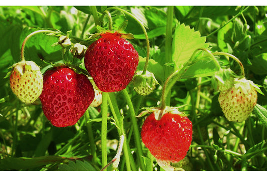 Veestar Early Season Strawberry