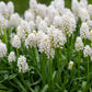 White Magic Muscari Bulbs