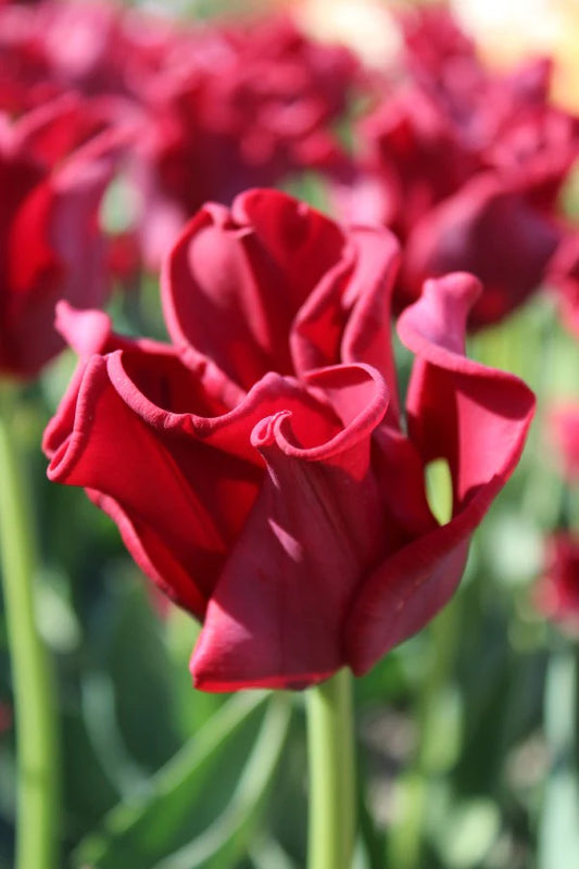 Red Parade Tulip Bulbs