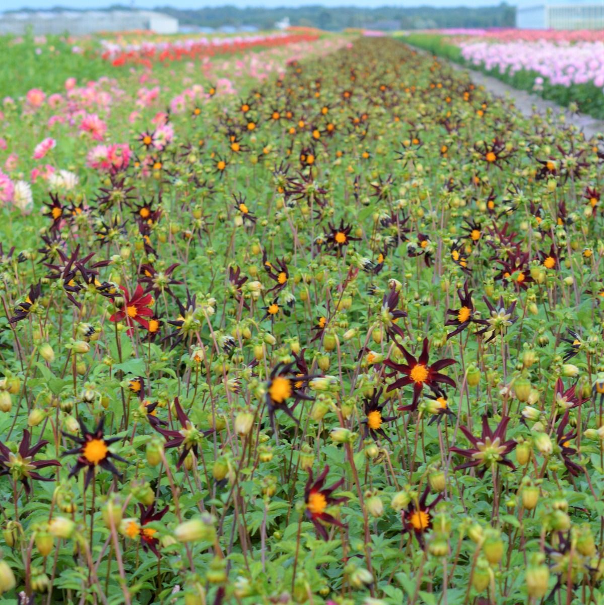 Verrone's Obsidian Dahlia Tubers. Spring Bulbs for Cut Flowers.