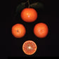 Kinnow Mandarin Hybrid Budwood citrus plant material online shopping