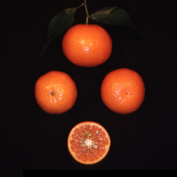 Kinnow Mandarin Hybrid Budwood citrus plant material online shopping