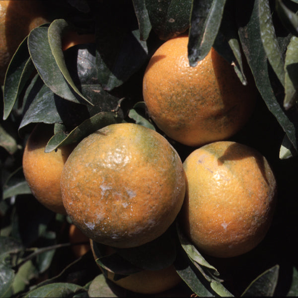 Kinnow Mandarin Hybrid Budwood citrus plant material online shopping