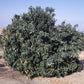 Kinnow Mandarin Hybrid Budwood citrus plant material online shopping