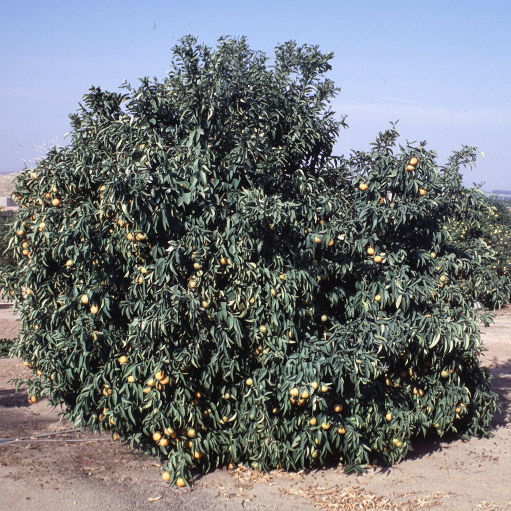 Kinnow Mandarin Hybrid Budwood citrus plant material online shopping