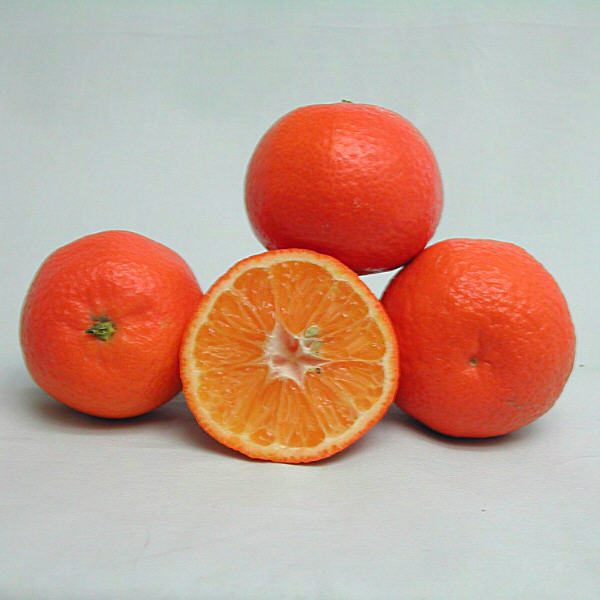 Algerian Clementine Budwood citrus plant material online shopping