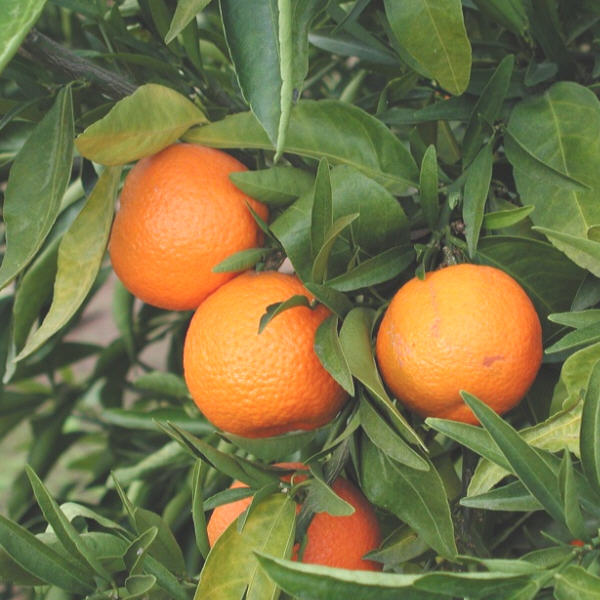 Algerian Clementine Plant citrus plant material online shopping