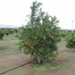 Algerian Clementine Plant citrus plant material online shopping