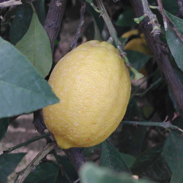 Frost Nucellar Eureka Lemon Budwood citrus plant material online shopping