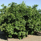 Frost Nucellar Eureka Lemon Budwood citrus plant material online shopping