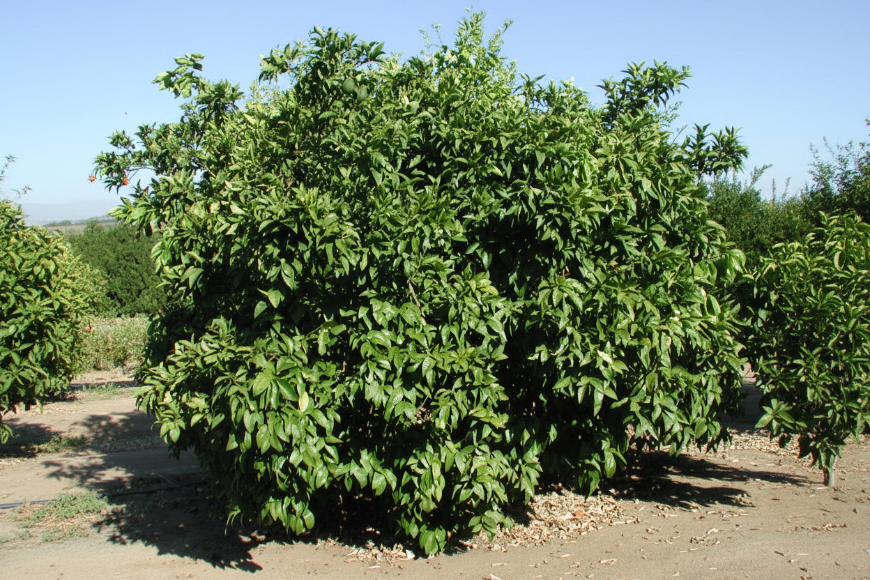 Frost Nucellar Eureka Lemon Budwood citrus plant material online shopping