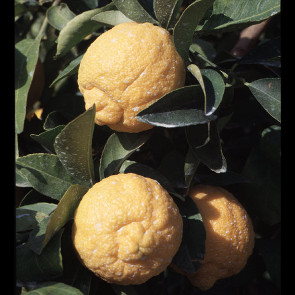 UCLA Rough Lemon Budwood citrus plant material online shopping
