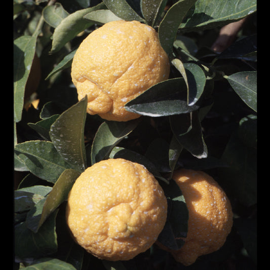UCLA Rough Lemon Budwood citrus plant material online shopping