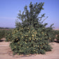 UCLA Rough Lemon Budwood citrus plant material online shopping