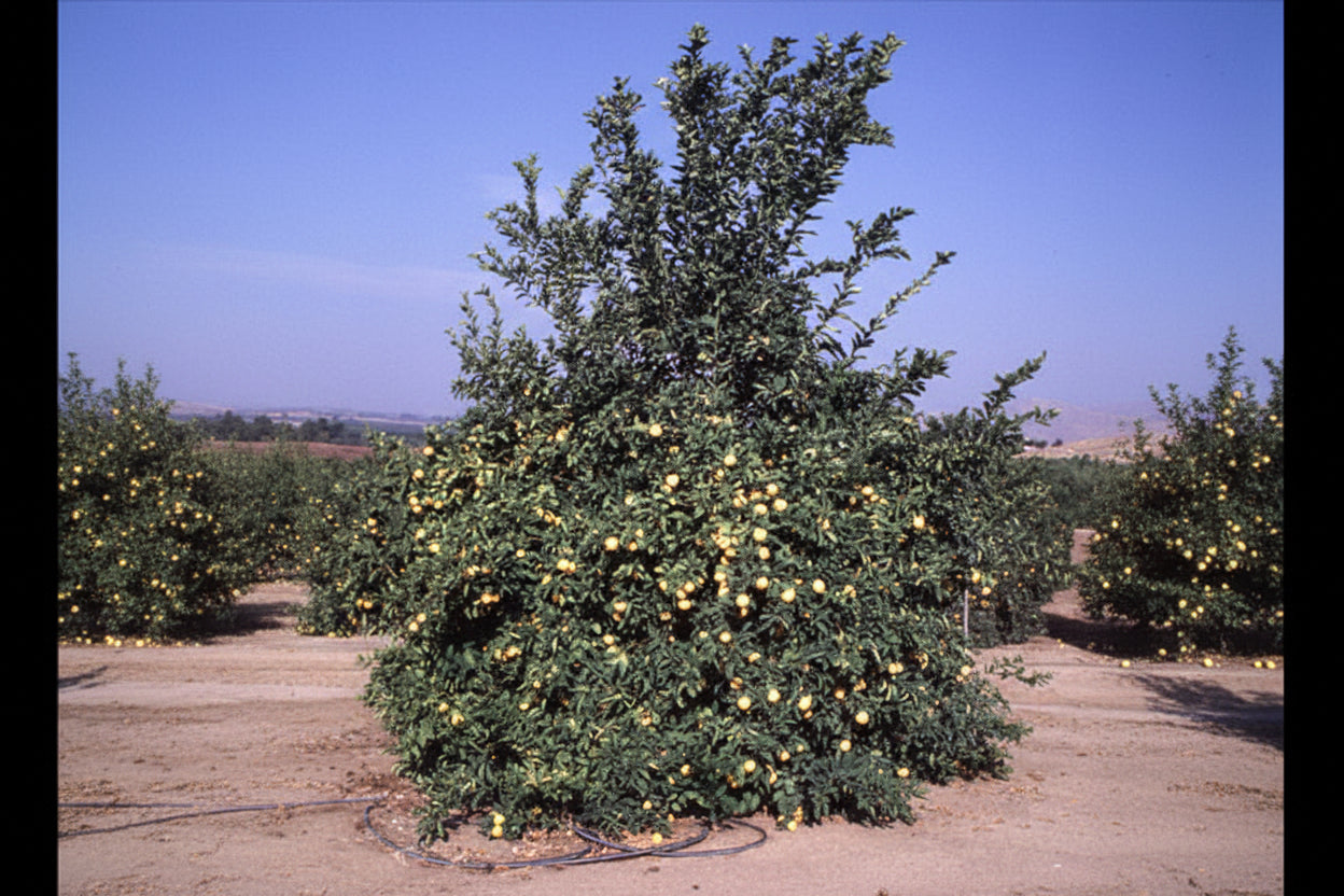 UCLA Rough Lemon Budwood citrus plant material online shopping