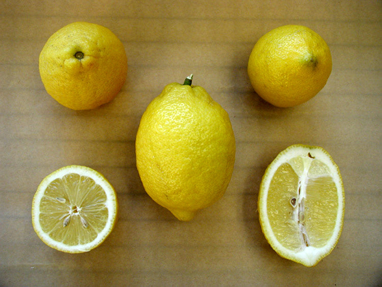 Allen Eureka Lemon Budwood citrus plant material online shopping