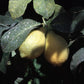 Allen Eureka Lemon Budwood citrus plant material online shopping