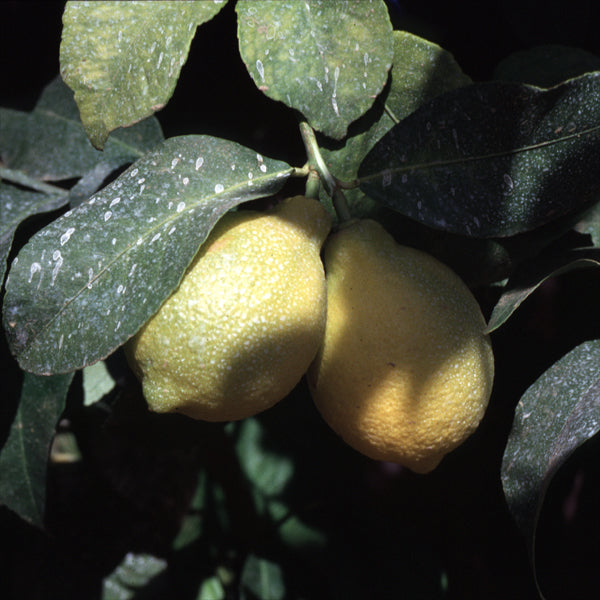 Allen Eureka Lemon Budwood citrus plant material online shopping