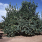 Allen Eureka Lemon Budwood citrus plant material online shopping