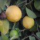 Frost Lisbon Lemon Budwood citrus plant material online shopping