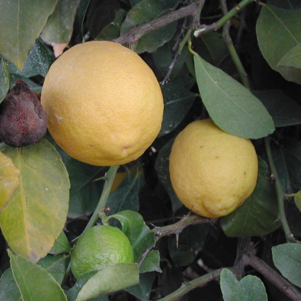 Frost Lisbon Lemon Budwood citrus plant material online shopping