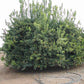 Frost Lisbon Lemon Budwood citrus plant material online shopping
