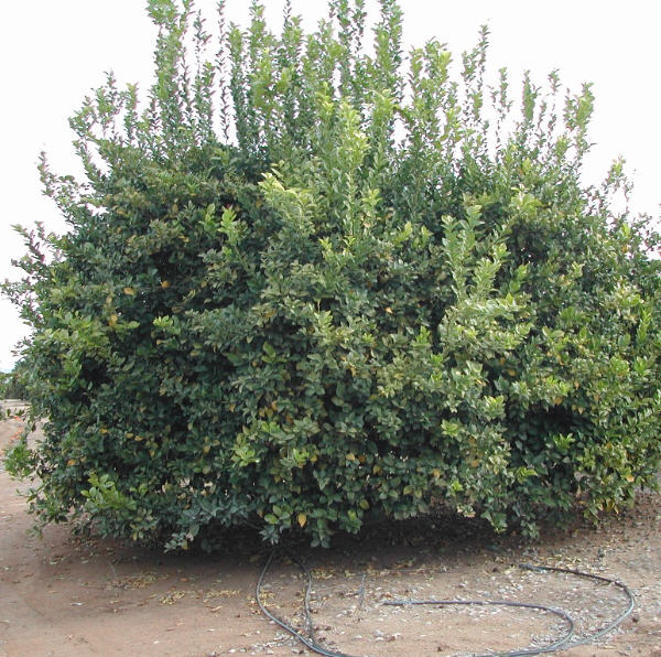 Frost Lisbon Lemon Budwood citrus plant material online shopping