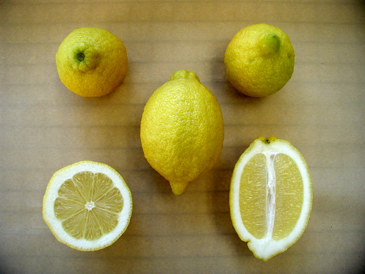 Dr. Strong Nucellar Lisbon Lemon Budwood citrus plant material online shopping