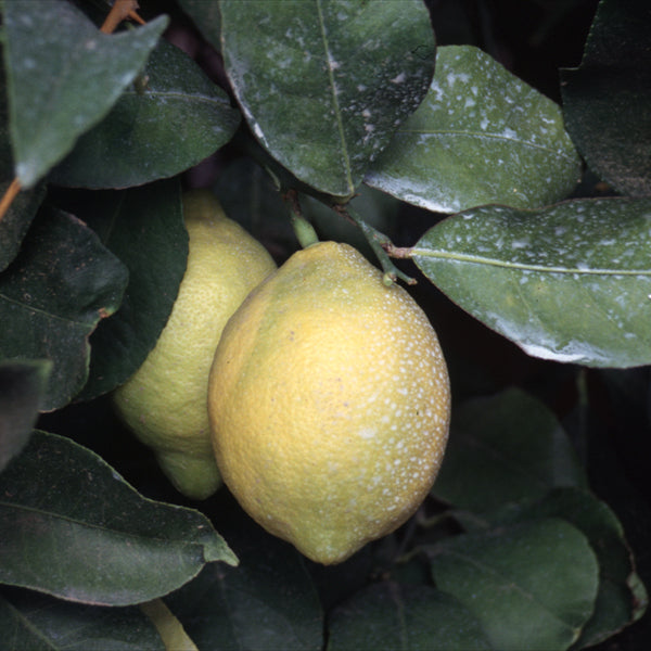 Dr. Strong Nucellar Lisbon Lemon Budwood citrus plant material online shopping