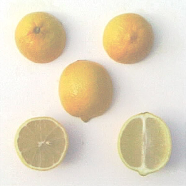 Bearss Lime Budwood citrus plant material online shopping