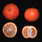 Monreal Clementine Budwood citrus plant material online shopping