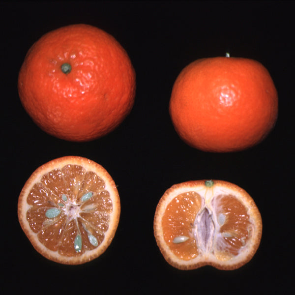 Monreal Clementine Budwood citrus plant material online shopping