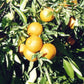 Monreal Clementine Budwood citrus plant material online shopping